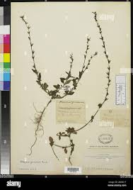 Image result for Otomeria