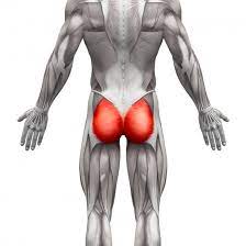 Glutaeus Maximus Der Grosse Gesassmuskel Prisma Uetersen