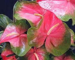 Pin On Flowers Garden Rainbows