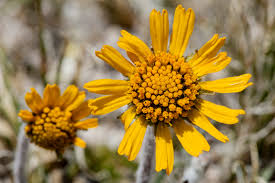 Image result for Alvesia cylindricalyx