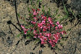 Image result for Indigofera hilaris