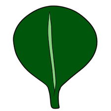 Image result for leaf shape obovate