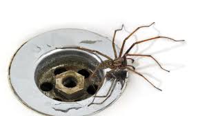 There are a few things you can do before calling a quality and professional pest control company like varsity termite. Spider Season Give It A Name And Learn To Love Them Bbc News