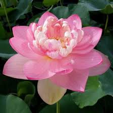Image result for Lotus discolor