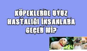 Kopeklerde Uyuz Hastaligi Insanlara Gecer Mi Sakarya Dan Haber