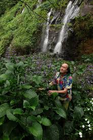 Image result for Brillantaisia owariensis