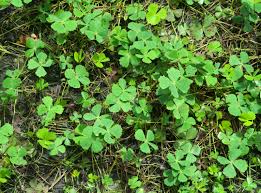 Image result for Marsilea villifolia