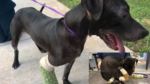 Our shelter is an open admission municipality shelter devoted to the homeless animals of rowan county nc. Daisy Dog Left For Dead In Cocoa Now Thriving