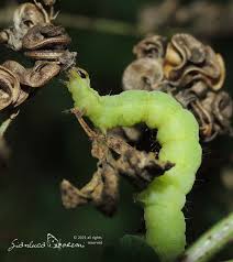 Image result for Autographa gamma