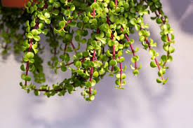 Image result for Grona afra