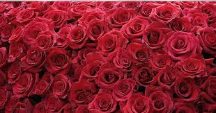 About 73% of these are wallpapers/wall coating, 0% are decorative films. 28 3d Hd Nature Rose Flower Wallpaper Buy Avikalp Awi3268 Red Roses Flowers Full Hd 3d Scenery Roma Red Roses Wallpaper Rose Wallpaper Rose Flower Wallpaper