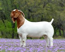 Hard Chargin Boer Goats Boer Goats For Sale In Texas Show Goats South Texas Corpus Christi Show Wethers For Sale Boer Goats Goats For Sale Goats