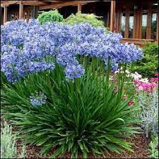 Plant Library Agapanthus Plant Deer Resistant Perennials Plants
