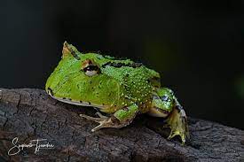 Check spelling or type a new query. Green Pacman Frog Cranwell S Horned Frog Ceratophrys Cranwelli By Sugian1212 Jungledragon