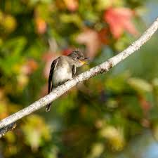 Image result for Photedes morrisii