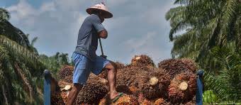 What are EU′s options in palm oil row with Malaysia and Indonesia? | Asia | An in-depth look at news from across the continent | DW