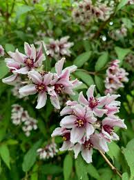 Image result for Deutzia hybrida Pink Pompon