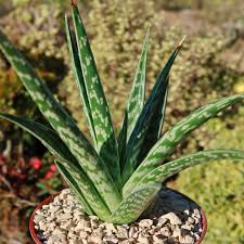 Image result for Aloe canis