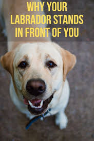 Why Does My Labrador Stand In Front Of Me Labrador Funny Labrador Labrador Puppy Funny