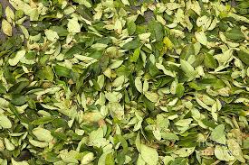 Image result for Erythroxylaceae