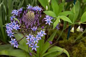 Image result for Scilla