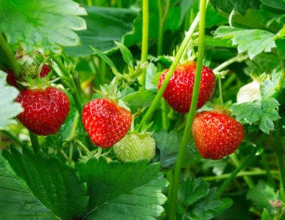 Mga resulta ng larawan para sa Strawberries"