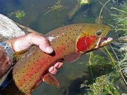 State Fish Cutthroat Trout Fish Cutthroat Trout Trout Fishing Tips