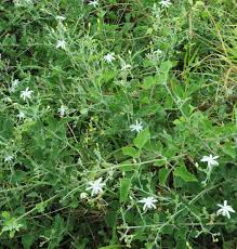 Image result for Jasminum fluminense
