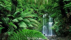 79 forest desktop backgrounds free images in full hd, 2k and 4k sizes. 73 Nature Forest Wallpaper On Wallpapersafari