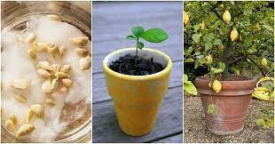 I tried planting lemon seeds with the paper towel method during this winter and i was surprised by how simple and effective it is. How To Grow A Lemon Tree From Seed No Matter Where You Live Lemon Tree From Seed How To Grow A Lemon Tree Grow A Lemon Tree From Seed