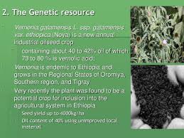 Image result for Vernonia galamensis