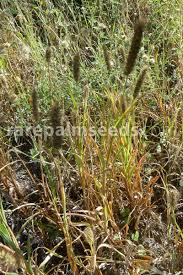 Image result for Cenchrus