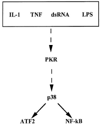 We did not find results for: Pkr A Sentinel Kinase For Cellular Stress Oncogene
