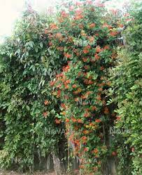 Maybe you would like to learn more about one of these? Lonicera X Brownii Dropmore Scarlet Media Database