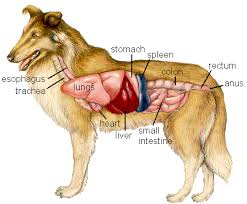 This is called hepatic encephalopathy. Liver Cancer And Tumors In Dogs Free Brochure On Treatment Options