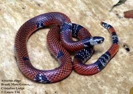 Image result for Atractus zgap