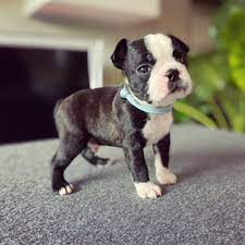 The Face I Give To Get Extra Treats Puppiesofinstagram Denverdogdaycare Denverdog Colorad Boston Bull Terrier Boston Terrier Puppy Boston Terrier Meme