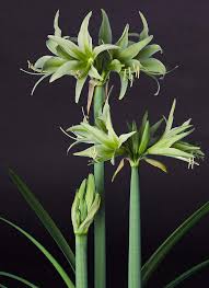 Hippeastrum is a genus in the family amaryllidaceae (subfamily amaryllidoideae, tribe hippeastreae, and subtribe hippeastrineae). Amaryllis Cybister Evergreen Quality Flower Bulbs Youtulip Co Uk
