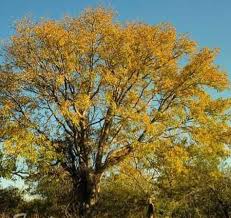 Image result for Entandrophragma caudatum