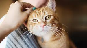 And should you worry about a cat losing whiskers. Vca Careclub Calgary Ab Senior Cats Crowfoot Animal Hospital