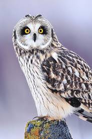 Bird That Sounds Like A Monkey Pin By Leah Gloudemans On God S Wonderful World Owl Owl Eyes Cute Owls Wallpaper