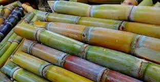 Check spelling or type a new query. Health Benefits Of Sugarcane Juice Bimbima