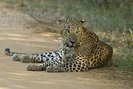 Sri Lankan Leopard Yala National Park Wildlife Images Leopard Pictures Leopard Facts National Parks For each new booking we donate £100 to wildlife warriors in the field, including gorilla doctors, panthera and the raincoast conservation foundation. pinterest