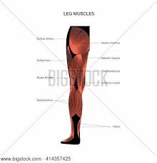 Leg muscle diagram muscle atrophy in lower legs anterior distal asymmetrical right. Human Muscular System Vector Photo Free Trial Bigstock