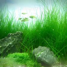 Image result for Eleocharis variegata