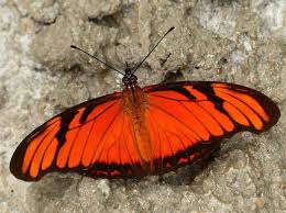 Image result for Dolichos junodii