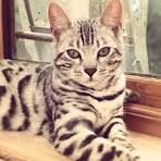 Specialty Purebred Cat Rescue – Rescue dedicated to ...