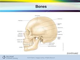 This is called the diaphysis. 7th Edition Medical Terminology For Health Professions Ann Ehrlich Carol L Schroeder C 2013 Delmar Cengage Learning All Rights Reserved The Skeletal Ppt Download
