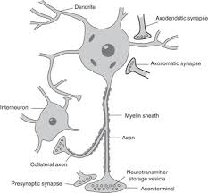 Check spelling or type a new query. Basic Science And General Principles Part 1 Seminars In Clinical Psychopharmacology