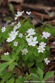 Check spelling or type a new query. A Woodland Wildflower Wonderland Bygl